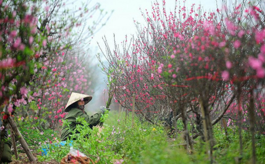 Nghỉ Tết Quý Mão 7 ngày, từ 20-26/1/2023