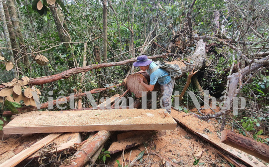 Krông Bông (Đắk Lắk): Rừng Pơ Mu tiếp tục bị tàn phá