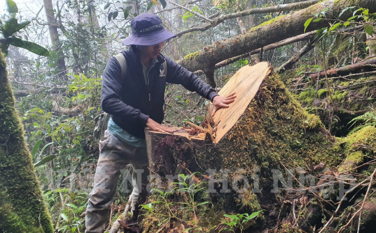 Đắk Lắk: Rừng Pơ Mu tiếp tục bị tàn phá