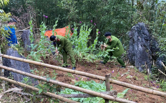 Cao Bằng: Tiêu hủy hơn 10.000 cây thuốc phiện trên nương
