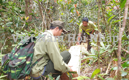 Đắk Lắk: Mở rộng điều tra, xác minh vụ rừng Pơ mu bị khai thác trái phép