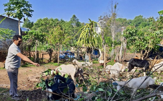 “Bà đỡ” cho các Hộ đồng bào dân tộc thiểu số ở Đăk Nông vươn lên thoát nghèo