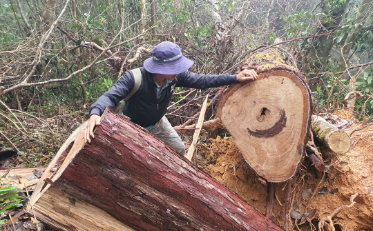 Đắk Lắk: Đề xuất sửa luật, tăng đầu tư để bảo vệ rừng Tây Nguyên