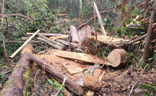 Đắk Lắk: Mức án 5 năm tù giam cho hơn 300 hecta rừng bị xâm hại