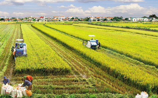 Một số vấn đề về chính sách chuyển dịch đất đai theo hướng tích tụ, tập trung