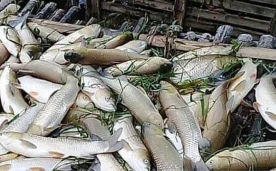 Bá Thước: Người dân sẽ không được bồi thường vì không đủ căn cứ xác định cá chết là do xả thải