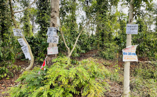 Đắk Lắk: “Sốt đất" - câu chuyện không chỉ diễn ra ở trung tâm thành phố