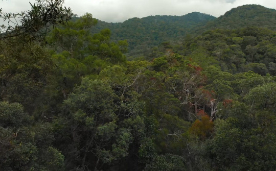 Khánh Hòa: Triển khai đồng bộ nhiều giải pháp kiềm chế, không để phát sinh điểm nóng về Rừng
