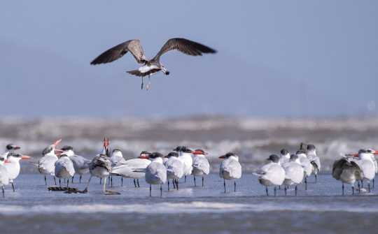 Cấp bách bảo tồn các loài chim hoang dã tại Việt Nam