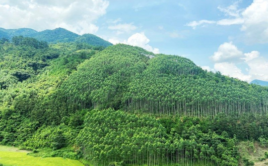 Kiện toàn Ban chỉ đạo Trung ương thực hiện Chương trình phát triển lâm nghiệp bền vững