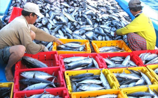 Những lợi ích từ thẻ vàng của Uỷ ban châu Âu áp đặt đối với ngành thuỷ sản Việt Nam