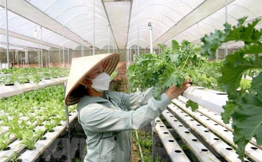 Hỗ trợ hợp tác xã do phụ nữ tham gia quản lý, tạo việc làm cho lao động nữ đến năm 2030