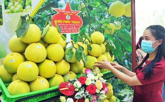 Hà Tĩnh: Xây dựng thành công quy trình sản xuất cam Chanh, bưởi Phúc Trạch đạt tiêu chuẩn hữu cơ