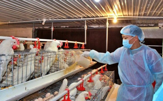 Phê duyệt Đề án Phát triển công nghiệp chế biến thức ăn chăn nuôi đến năm 2030