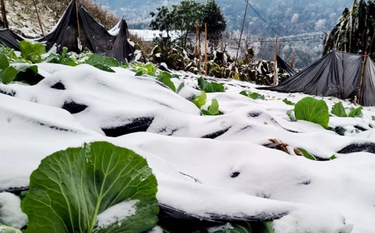 Chủ động phòng, chống rét đậm, rét hại kéo dài