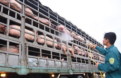 Ngăn chặn vận chuyển trái phép động vật, kiểm soát tốt dịch bệnh, bảo đảm nguồn cung thực phẩm