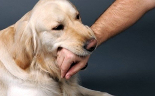 Tăng cường các biện pháp cấp bách phòng, chống bệnh Dại