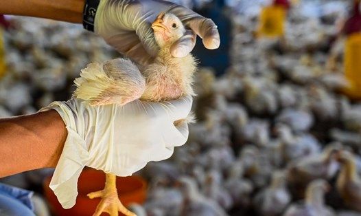 Xử lý nghiêm buôn bán, vận chuyển trái phép gia cầm, sản phẩm gia cầm vào Việt Nam