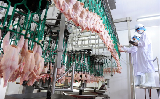 Phấn đấu xuất khẩu được thịt gà chế biến sang các thị trường Nhật Bản, Hồng Kông