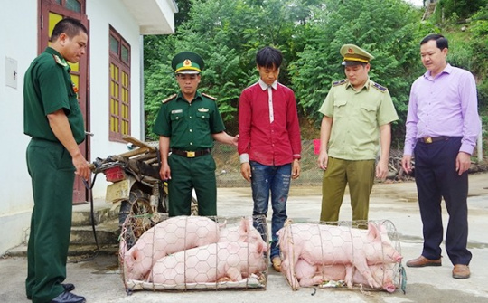 Xử lý nghiêm các trường hợp buôn bán, vận chuyển trái phép lợn qua biên giới vào Việt Nam