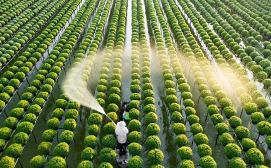 Chiến lược phát triển trồng trọt đến năm 2030, tầm nhìn đến năm 2050