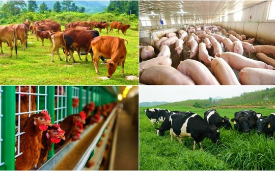 Đẩy mạnh hoạt động Khoa học và Công nghệ ngành chăn nuôi đến năm 2030