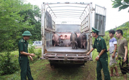 Tăng cường ngăn chặn, xử lý buôn lậu, vận chuyển trái phép động vật, giống vật nuôi và thủy sản vào Việt Nam
