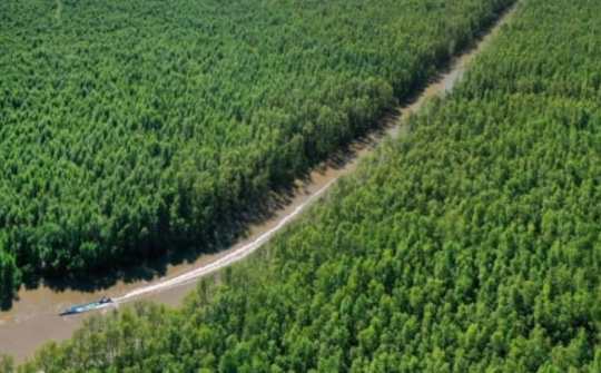 Kiện toàn thành viên Hội đồng thẩm định Quy hoạch Lâm nghiệp quốc gia thời kỳ 2021 - 2030, tầm nhìn 2050