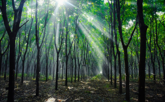 VRG dự kiến tổ chức Hội thi Bàn tay vàng từ ngày 9 - 12/12