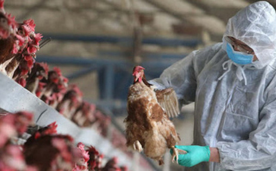 Tập trung triển khai đồng bộ, quyết liệt, có hiệu quả các giải pháp phòng, chống dịch bệnh gia súc, gia cầm