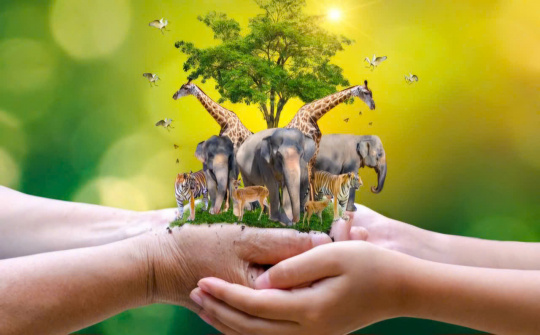 Tham nhũng trong mối quan hệ với buôn bán trái phép động vật hoang dã ở Việt Nam