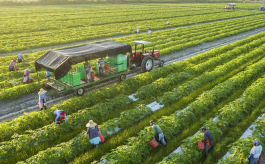 Tập trung chỉ đạo, triển khai các biện pháp nhanh chóng phục hồi sản xuất nông nghiệp sau bão số 3 và mưa lũ