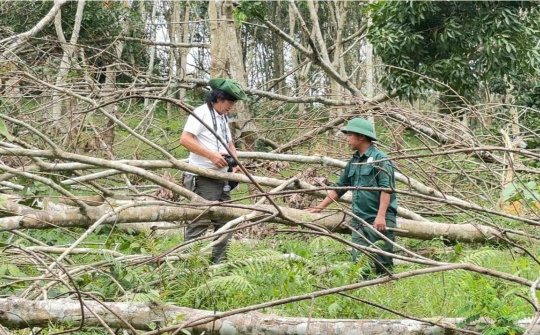 Nghệ An: Cây cao su Thanh Chương  thiệt hại nặng nề sau hai cơn bão dữ