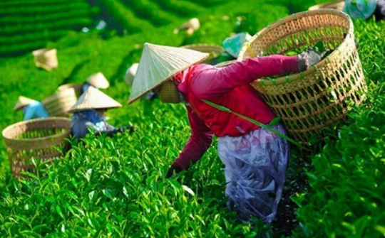 Hơn 400 container chè Việt mắc kẹt tại Pakistan: Ngành chè đứng trước nguy cơ đứt gãy chuỗi sản xuất