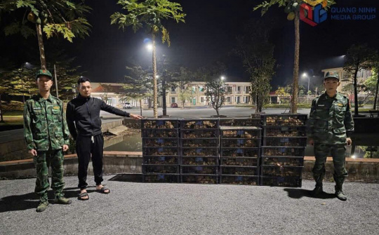 Bộ đội Biên phòng tỉnh Quảng Ninh liên tiếp bắt giữ các vụ vận chuyển gia cầm lậu