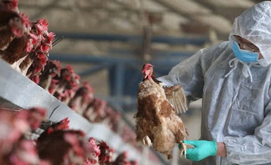 Triển khai đồng bộ, quyết liệt, có hiệu quả các giải pháp phòng, chống dịch bệnh gia súc, gia cầm