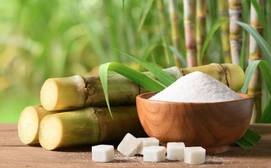 Nghiên cứu hỗ trợ doanh nghiệp mía đường duy trì sản xuất bền vững