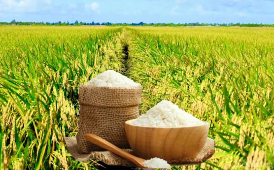 Điều hành sản xuất và tiêu thụ lúa gạo trước biến động thị trường toàn cầu