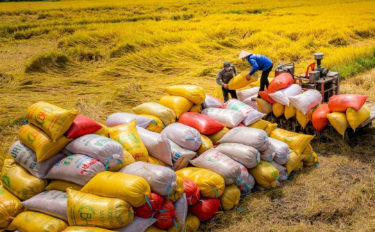 Nâng cao hiệu quả xuất khẩu gạo Việt Nam: Vai trò của chính sách, thị trường và chuỗi cung ứng