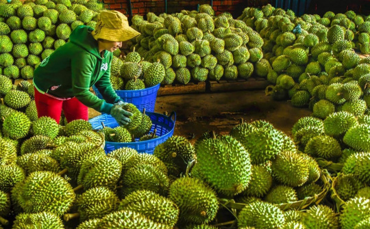 Tháo gỡ khó khăn trong xuất khẩu nông sản