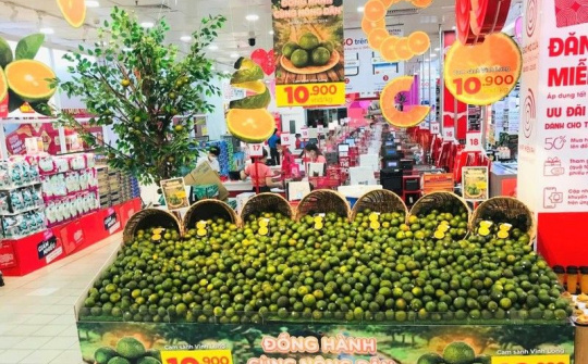 Vĩnh Long: “Vị đắng” cam sành và bài học đắt giá