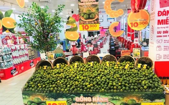 Vĩnh Long: “Vị đắng” cam sành và bài học đắt giá