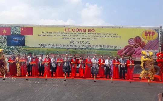 Vĩnh Long xuất khẩu chuyến khoai lang đầu tiên sang Trung Quốc