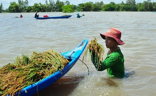 Mekong Delta famers rush to harvest rice against complex flooding