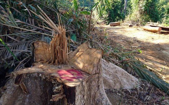 Quảng Nam: Bắt tạm giam giám đốc doanh nghiệp phá rừng tự nhiên