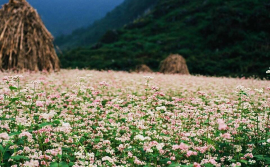 Đi đâu để ngắm tam giác mạch đã đời nhất?