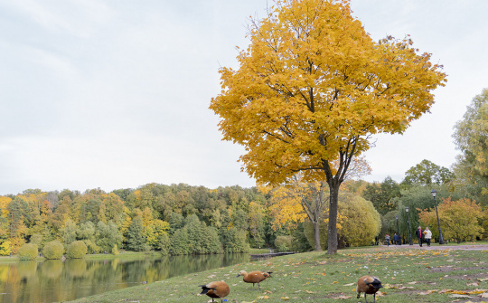 Sắc màu 'mùa thu vàng' ở Moscow