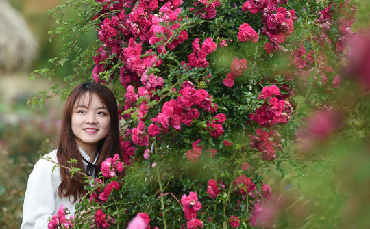 Kỳ công phía sau những vườn hoa đẹp mê hồn lưng chừng trời