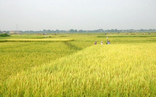 Chuyển mục đích sử dụng đất tại Long An