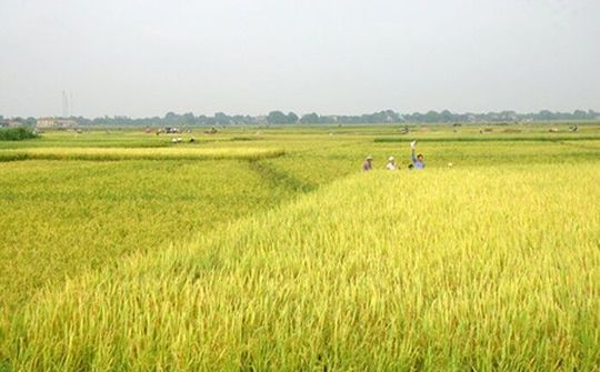 Chuyển mục đích sử dụng đất tại Long An